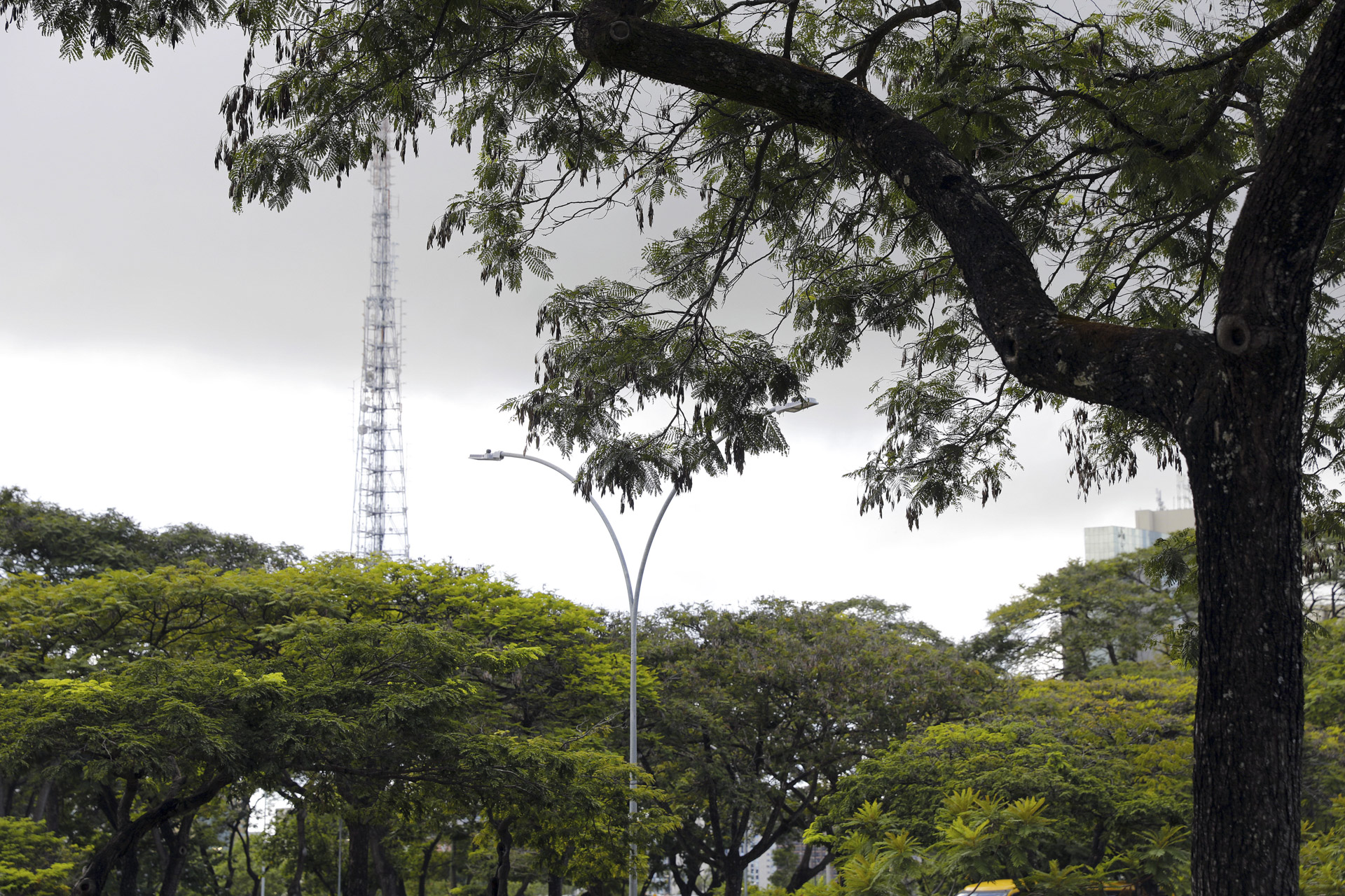 Segundo pesquisa do IBGE, 84,2% dos moradores vivem em ruas com arborização | Fotos: Lúcio Bernardo Jr/Agência Brasília