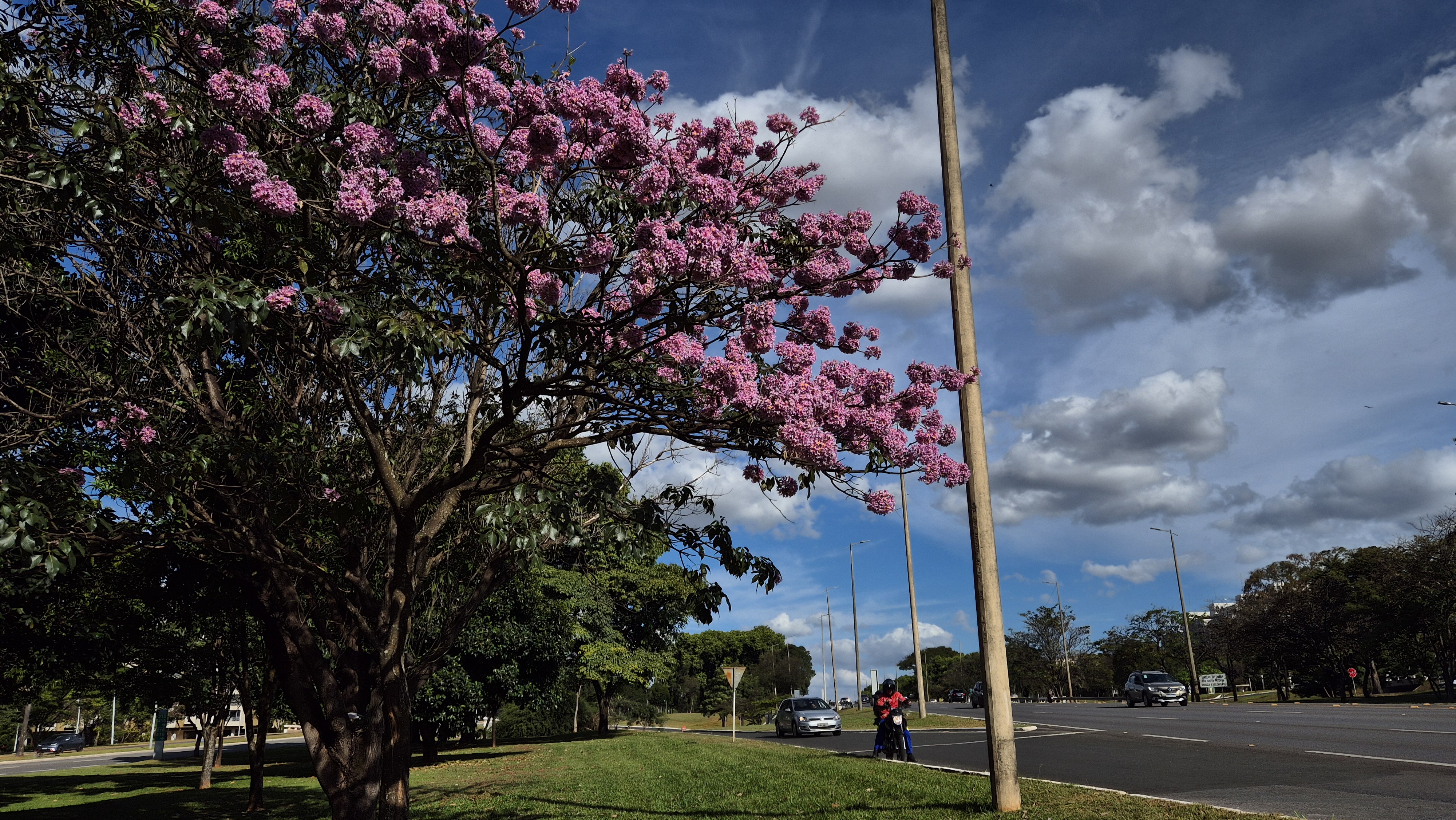 Estima-se que haja no DF aproximadamente 270 mil ipês, que florescem em estações específicas | Foto: Novacap