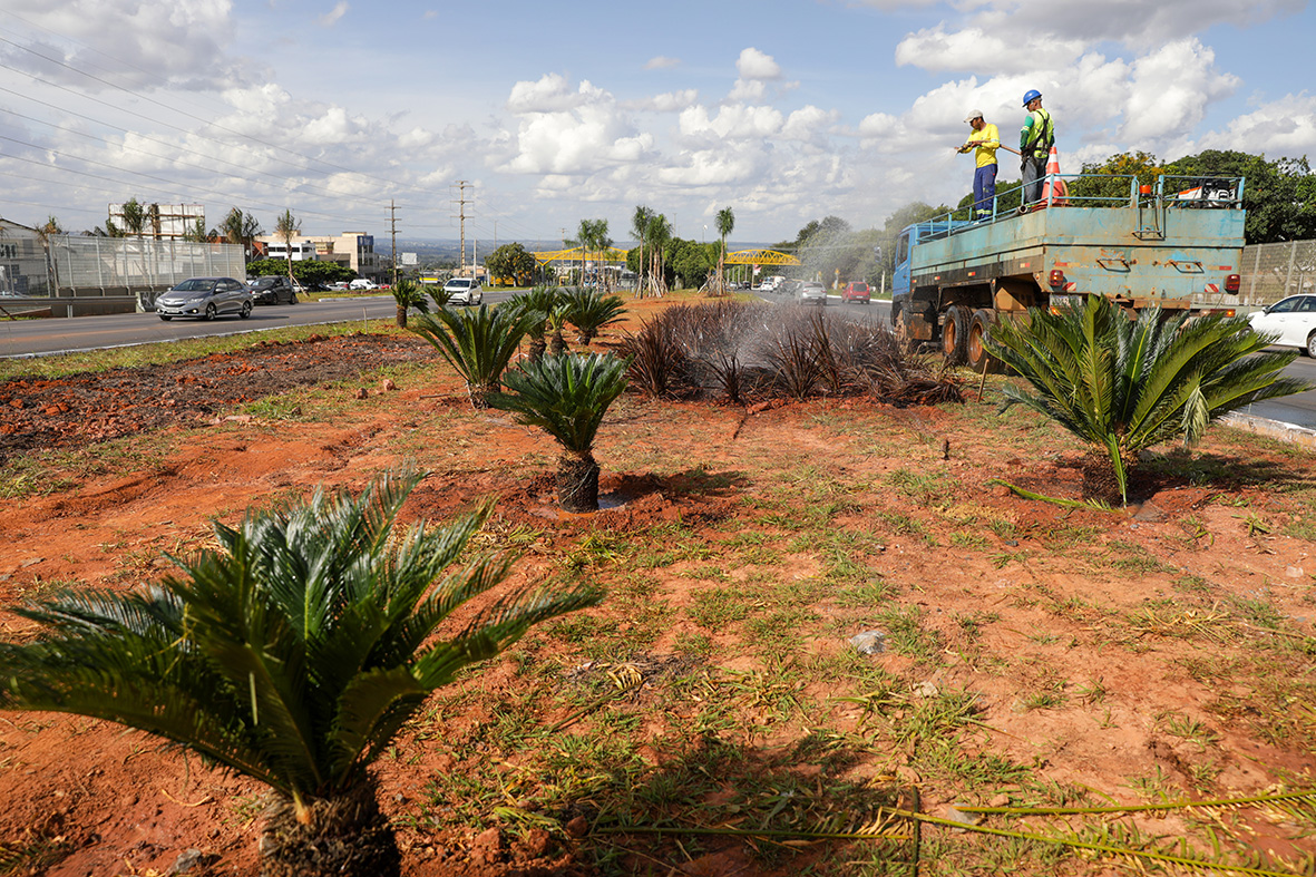 O paisagismo no complexo viário será composto por palmeiras | Foto: Geovana Albuquerque/Agência Brasília