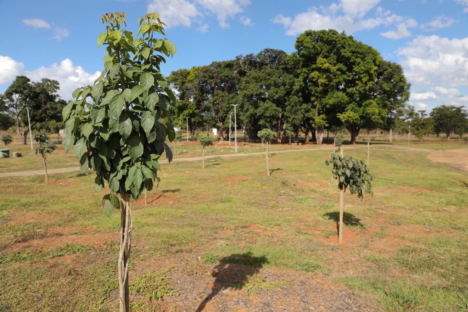 Três mil mudas de espécies nativas e adaptadas ao Cerro foram plantadas entre os estacionamentos 4 e 5 do Parque da Cidade | Fotos: Lúcio Bernardo Jr./Agência Brasília