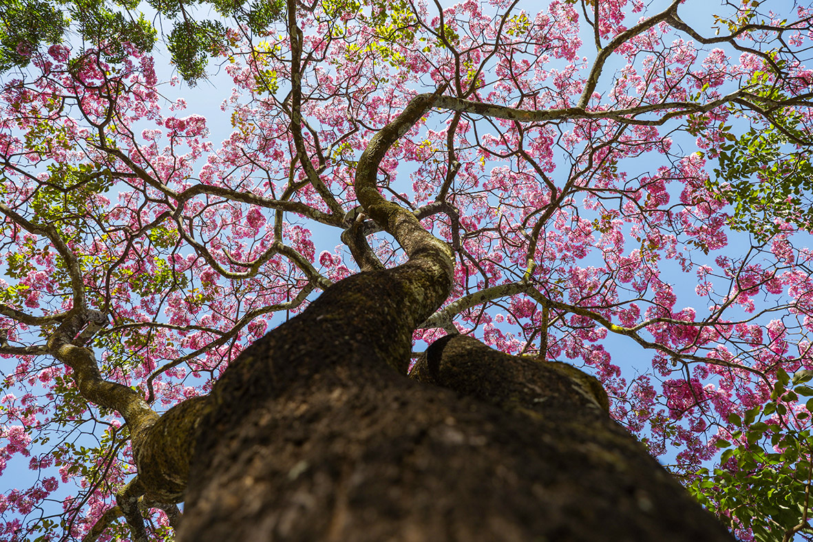 Primeiros da espécie a florescer, os ipês-roxos podem atingir 15 metros de altura e 50 anos de vida | Fotos: Geovana Albuquerque/Agência Brasília