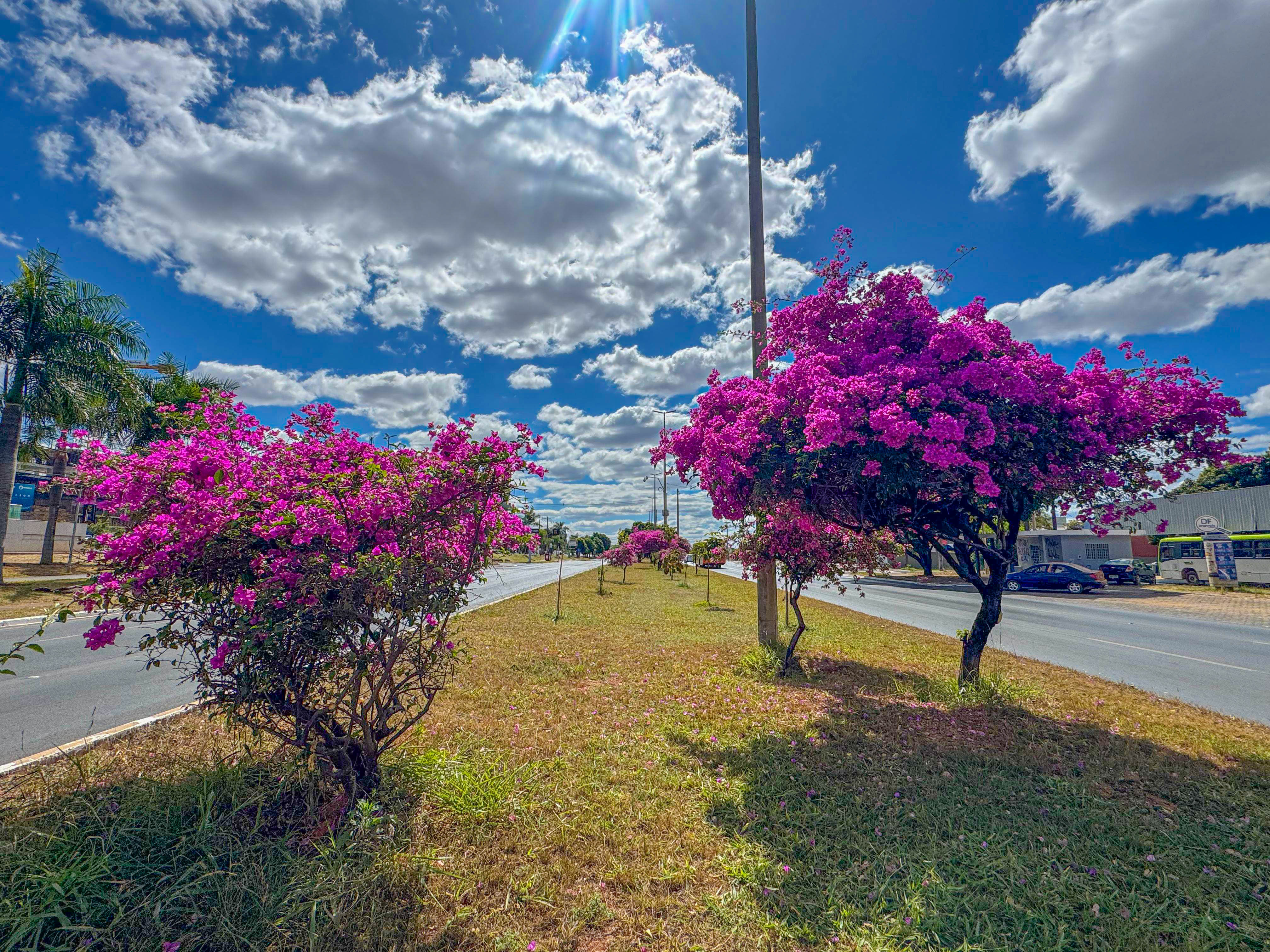 Uma sequência florida na Avenida Contorno, entre as Quadras 36 e QE 42 do Guará II, encanta quem passa pela região | Foto: Divulgação/Novacap