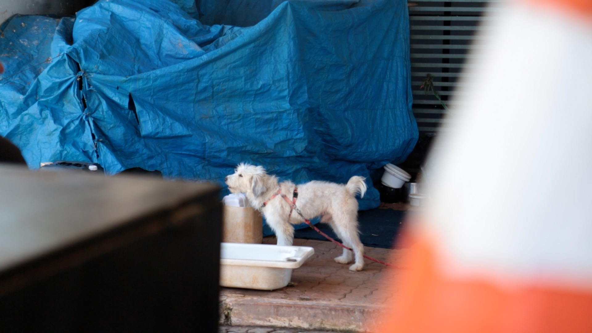 Orientações sobre cuidados com animais domésticos também fazem parte da ação de aoclhimento | Foto: Divulgação/DF Legal